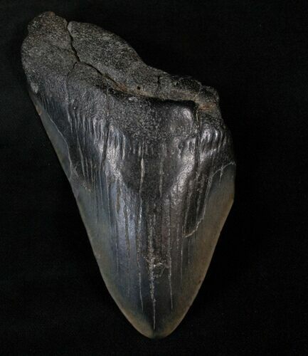Bargain Megalodon Tooth - South Carolina #13906